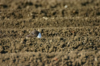 black-headed gull / kokmeeuw, Serooskerke