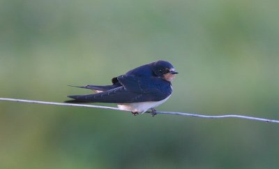 barn swallow / boerenzwaluw, Prunje
