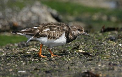 turnstone / steenloper, Brouwersdam