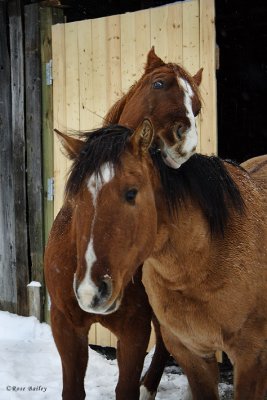 Horsing Around