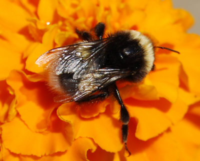 bumblebee