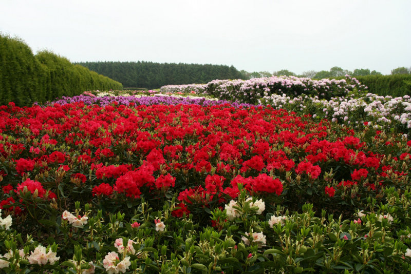 Rhododendron plantation