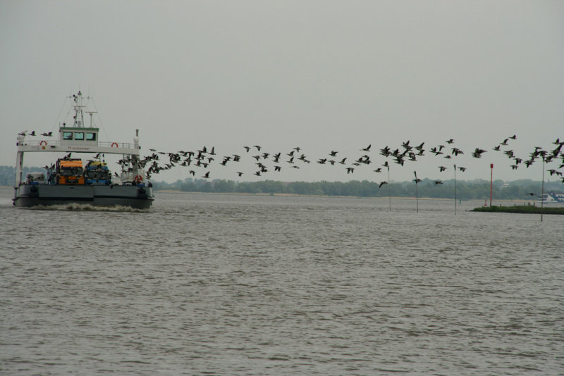 Ferry across the river Elbe