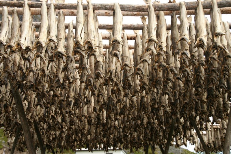  i Lofoten, stockfish