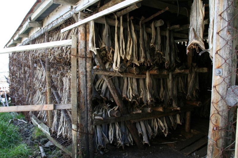  i Lofoten, stockfish