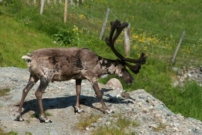 reindeer
