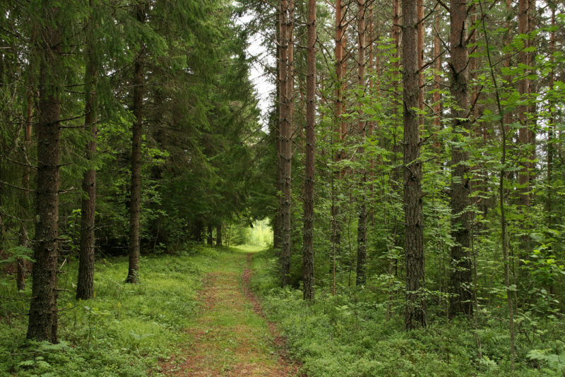 nskan