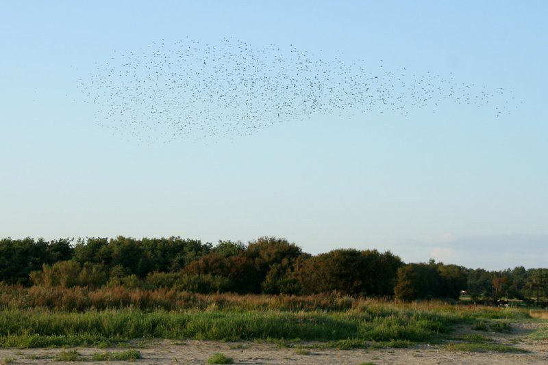 Air-show