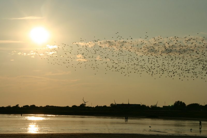 Air-show