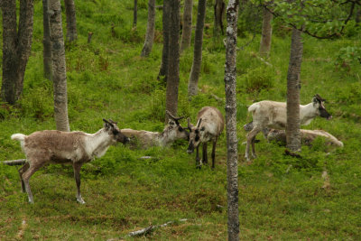 the first reindeer
