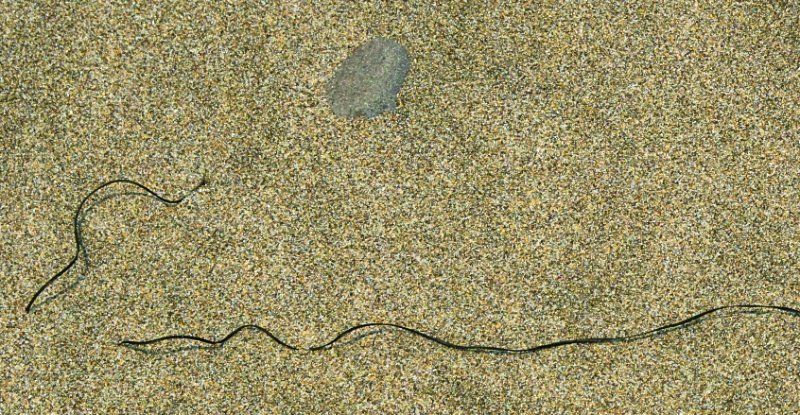 sand and weed