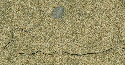 sand and weed