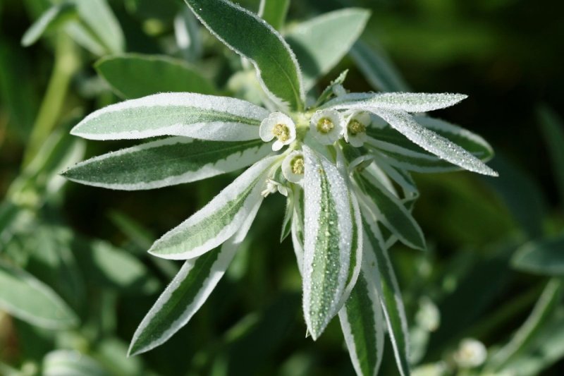 Snow on the Prairie (Euphorbia bicolor)