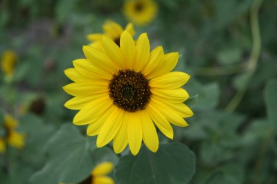 Common Sunflower (Helianthus annuus)
