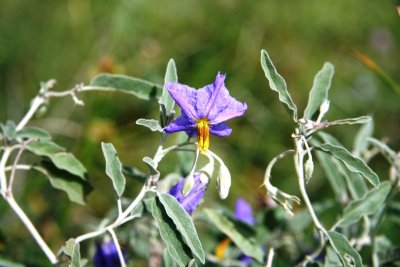 Silver-Leaf Nightshade (Solanum elaeagnifolium)