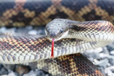Texas Rat Snake-Up Close