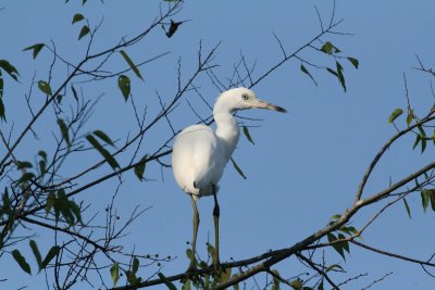 Young-Little Blue Heron