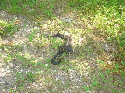 Two Cottonmouths