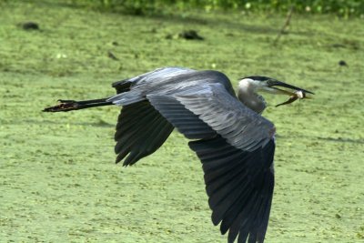Great Blue Heron with a Catfish