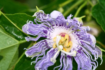 Passion Flower (Passiflora incarnata)