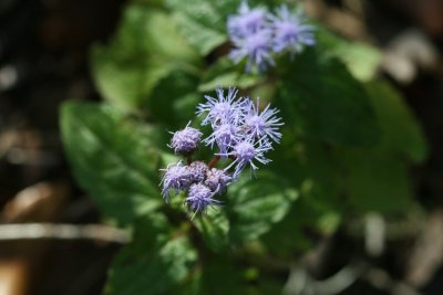 Mist Flower (Conoclinium coellestinium)