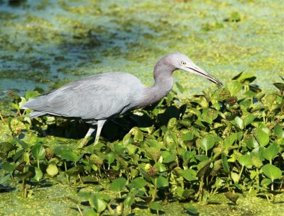Little Blue Heron with Bug