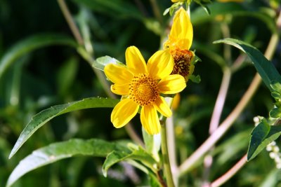 Swamp Sunflower (Helianthus angustifolius)