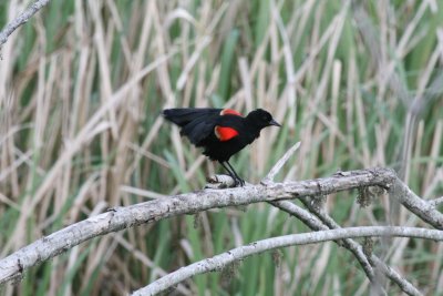 Red-winged blackbird-preening
