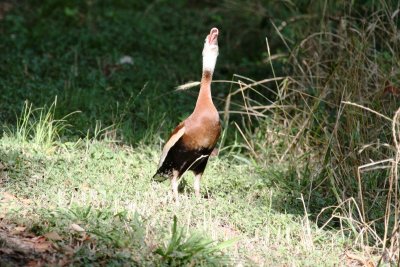 Whistling Duck Whistling