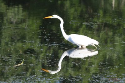 Great Egret-reflection