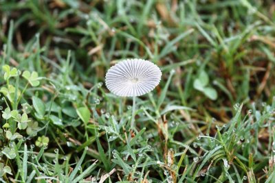 Fungi-early morning