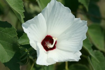 Rose Mallow, Halberd-Leaved (Hibiscus militaris)