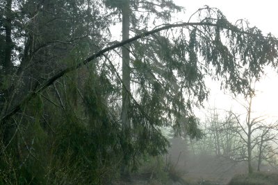 Storm Aftermath