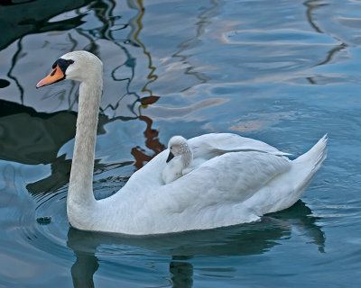 Swan IMG_8810.jpg