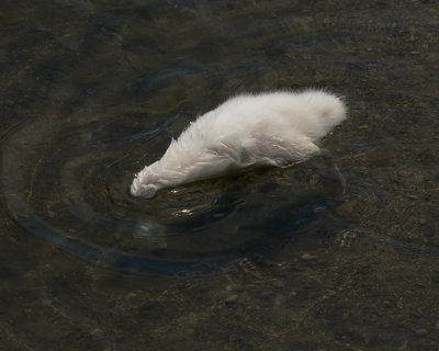 Swan IMG_9439.jpg