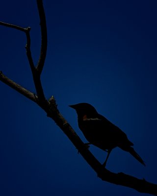 Red-Winged Blackbird IMG_9841.jpg