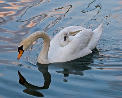 Swan IMG_8805.jpg