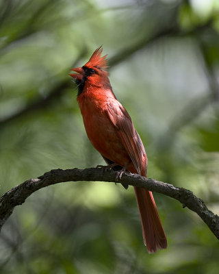 Cardinal IMG_9554.jpg