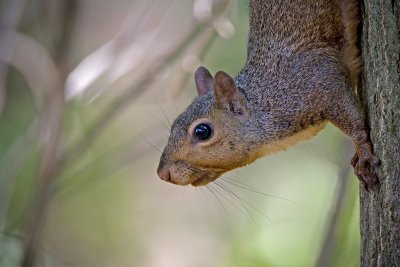 Squirrel IMG_6177.jpg