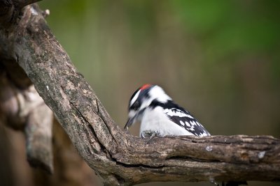 Downy-Woodpecker-IMG_6729.jpg