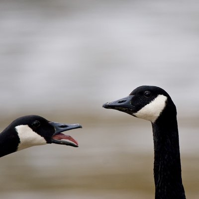 Geese IMG_1645.jpg