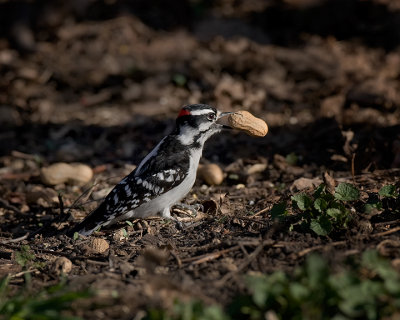 Downy Woodpecker IMG_2929.jpg