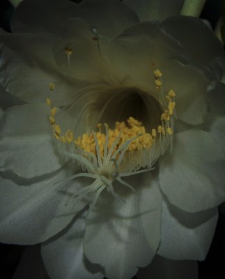 Night Blooming