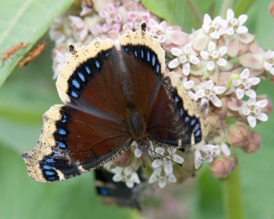 MourningCloak17R.jpg