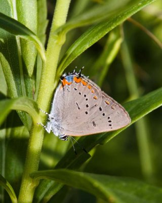 AcadianHairstreak2.jpg