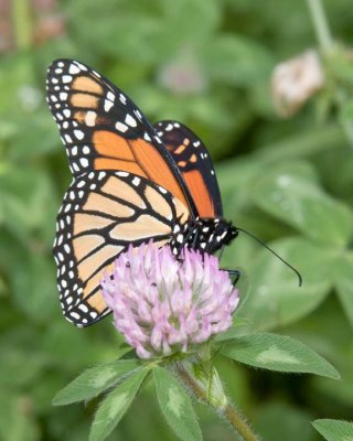 MonarchButterfly72R.jpg