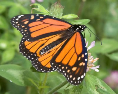 MonarchButterfly76R.jpg