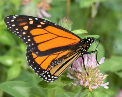 MonarchButterfly77R.jpg