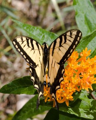 TigerSwallowtail50R.jpg
