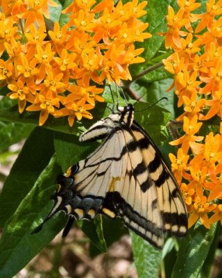 TigerSwallowtail52.jpg